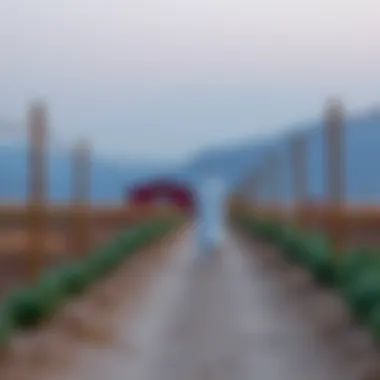 Magnificent Exploring Hatta's Rental Farms: Insights and Opportunities