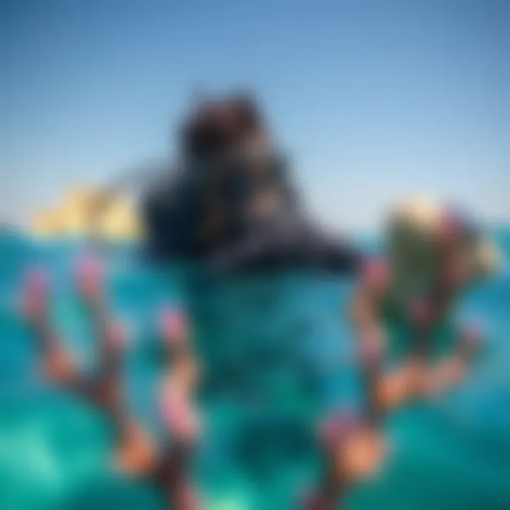 Magnificent Exploring Sea Diving in Dubai: An In-Depth Guide