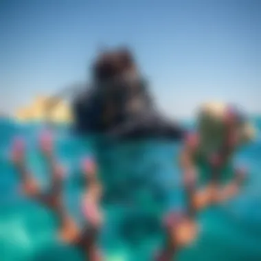 Magnificent Exploring Sea Diving in Dubai: An In-Depth Guide Magnificent Exploring Sea Diving in Dubai: An In-Depth Guide