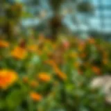 Butterfly Garden in Dubai: An Exploration Introduction