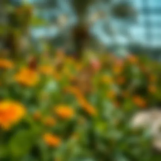 Butterfly Garden in Dubai: An Exploration Introduction