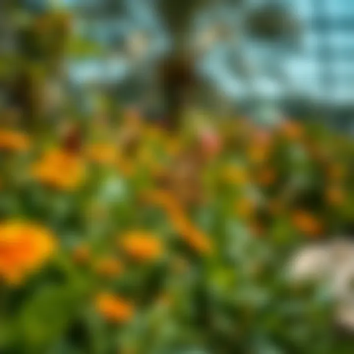 Butterfly Garden in Dubai: An Exploration Introduction