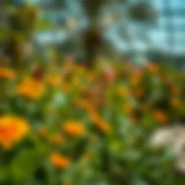 Butterfly Garden in Dubai: An Exploration Introduction Butterfly Garden in Dubai: An Exploration Introduction