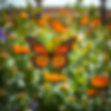 Butterfly Garden in Dubai: An Exploration Summary Butterfly Garden in Dubai: An Exploration Summary