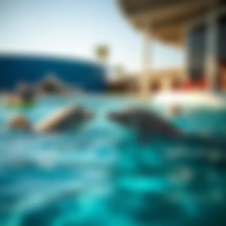 Dolphins interacting playfully with visitors in the clear waters