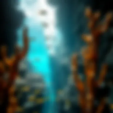 A stunning underwater landscape of Dolphin Bay teeming with marine life