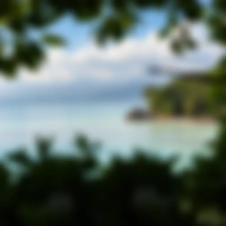 Panoramic Beauty of Mangrove Beach A panoramic view of Mangrove Beach showcasing its lush surroundings and crystal-clear waters