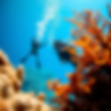 Notable Exploring Sea Diving in Dubai: An In-Depth Guide Notable Exploring Sea Diving in Dubai: An In-Depth Guide