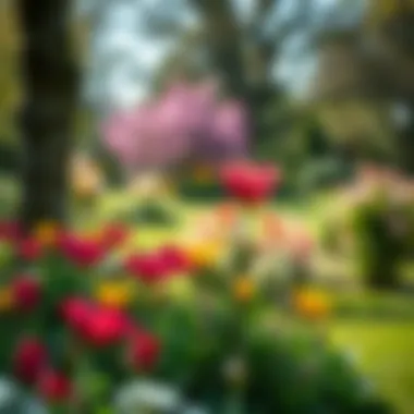 Seasonal Beauty in Shees Park Seasonal flowers in full bloom at Shees Park, enhancing the landscape